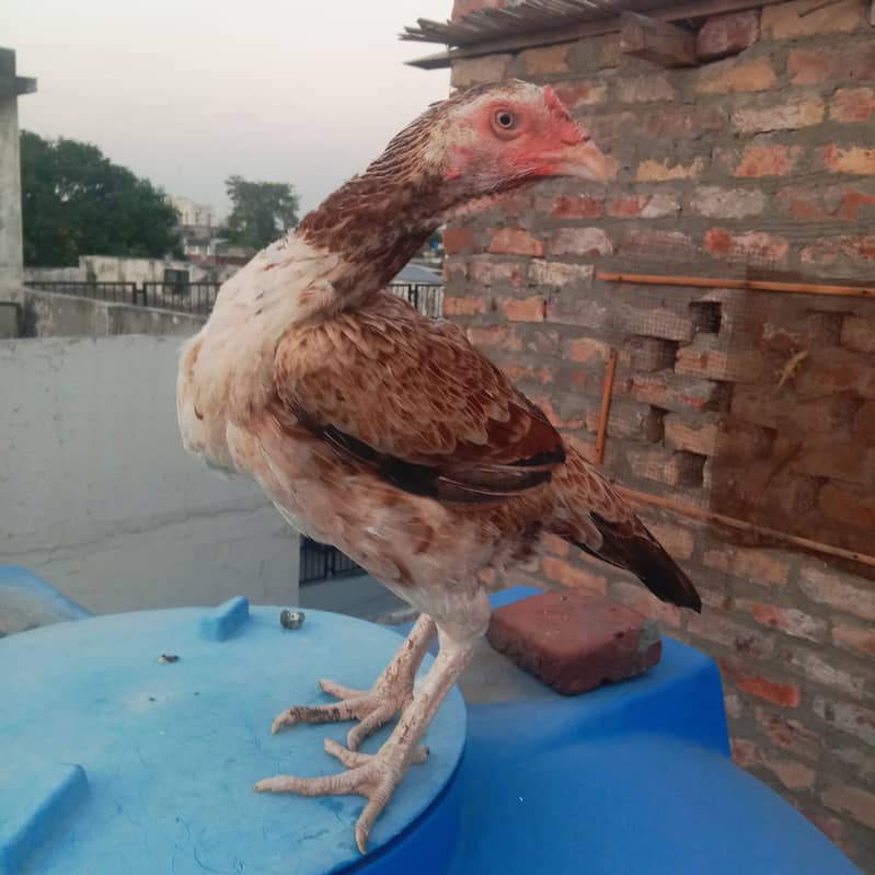 Aseel hens And cock setup for sale 8