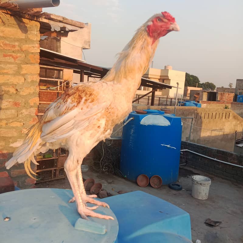 Aseel hens And cock setup for sale 9