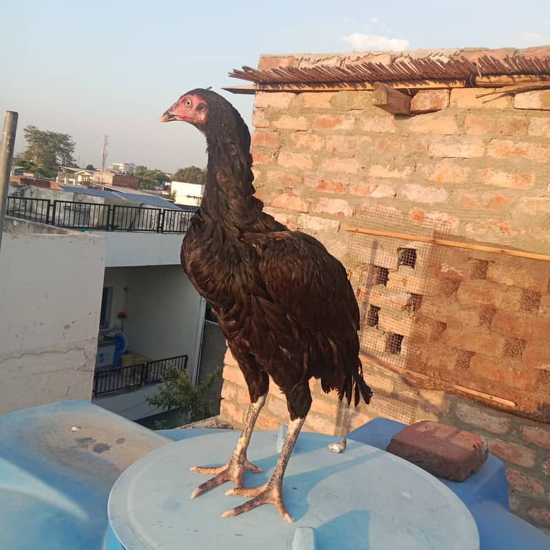 Aseel hens And cock setup for sale 10