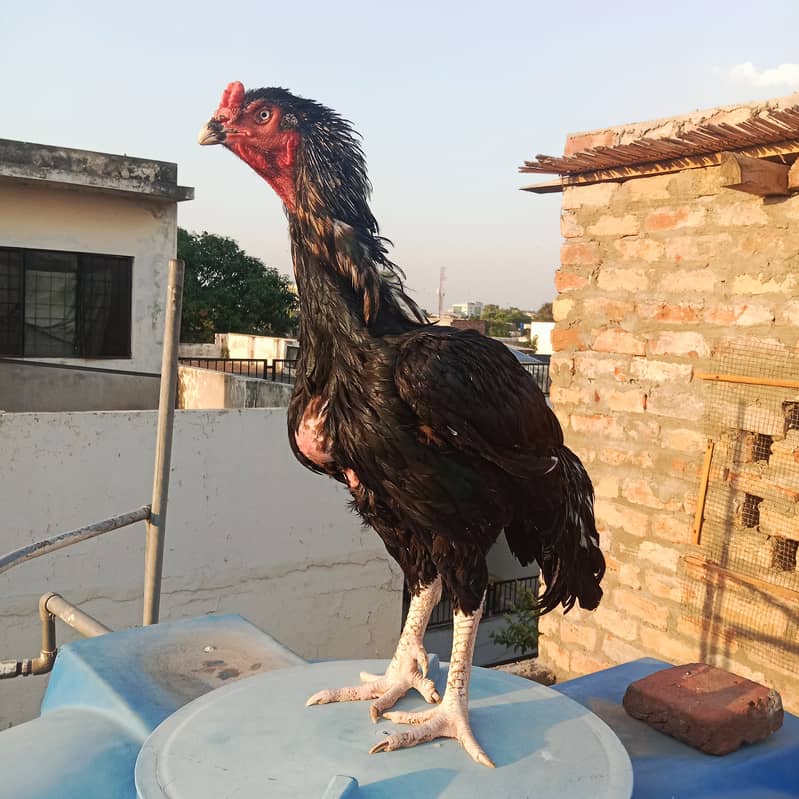 Aseel hens And cock setup for sale 11