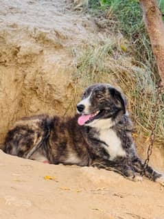 Afghan kuchi male guard dog