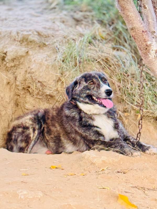 Afghan kuchi male guard dog 1