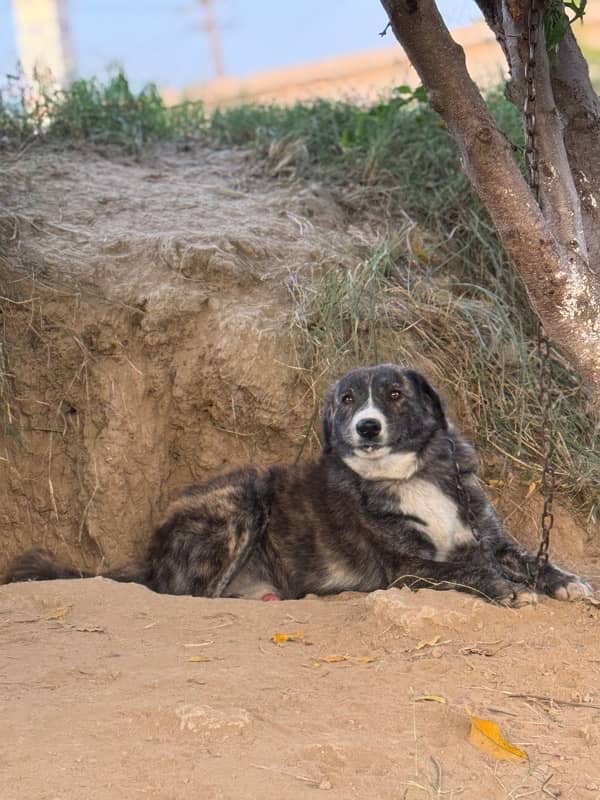 Afghan kuchi male guard dog 2