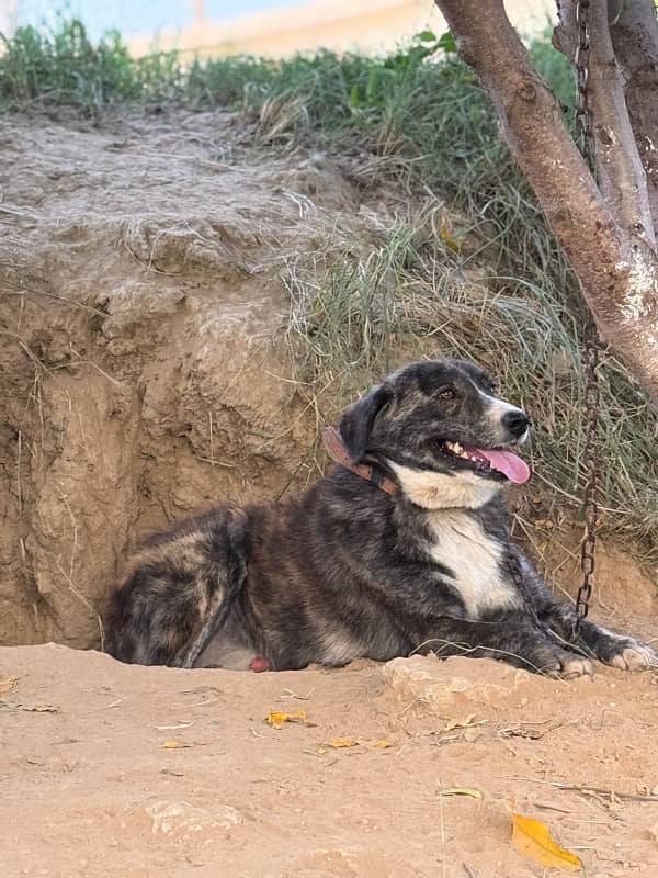 Afghan kuchi male guard dog 3