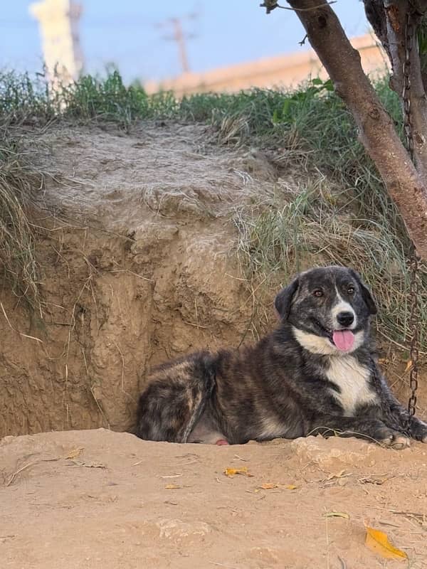 Afghan kuchi male guard dog 4