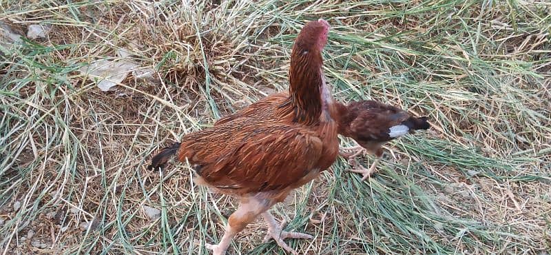 Turkey Bird Breeder Pair Heera Aseel and Minawali also available 13