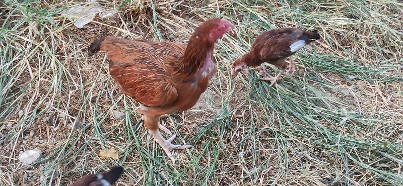 Turkey Bird Breeder Pair Heera Aseel and Minawali also available 14