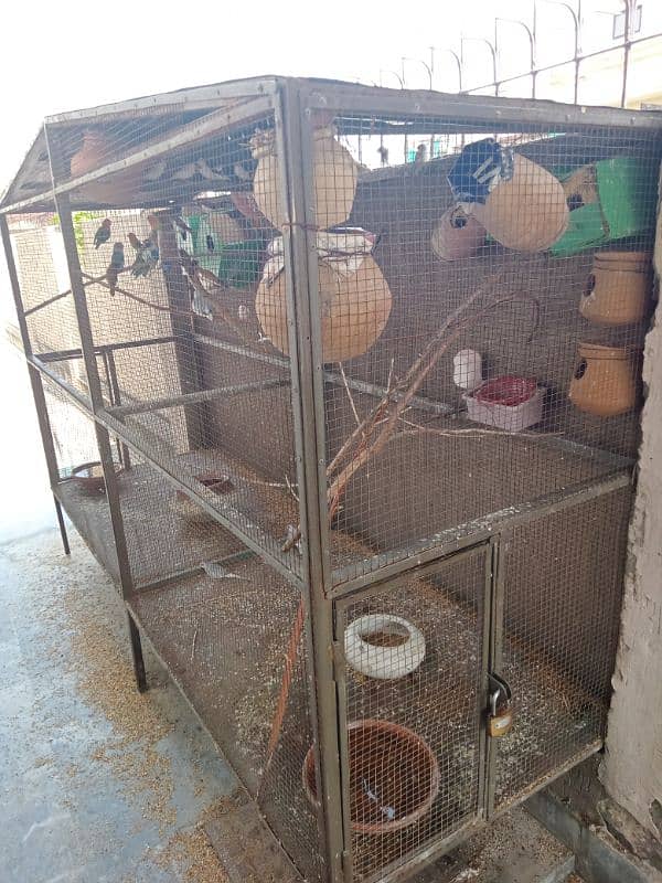 Love Birds with cage for sale 0