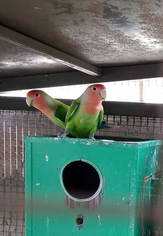 Love Birds with cage for sale 4