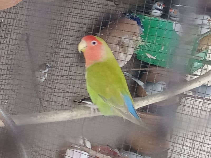 Love Birds with cage for sale 5