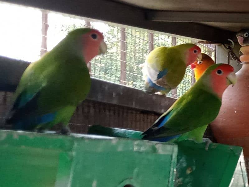 Love Birds with cage for sale 7