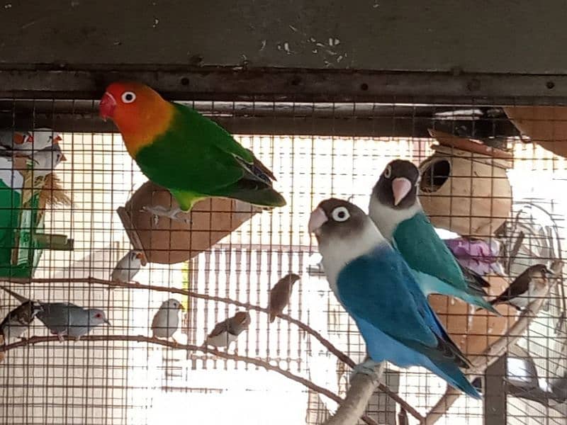 Love Birds with cage for sale 10