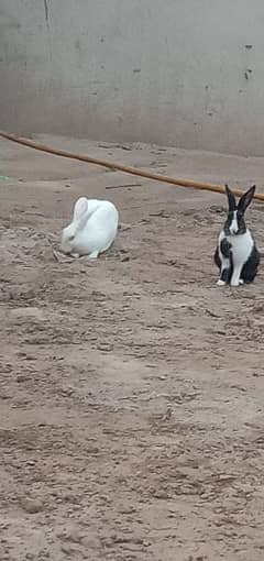 2 rabbit with 2 chakor for sale