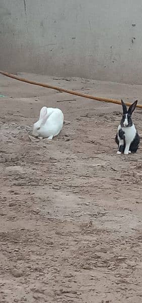 2 rabbit with 2 chakor for sale 0