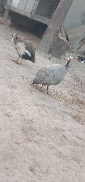 2 rabbit with 2 chakor for sale 1