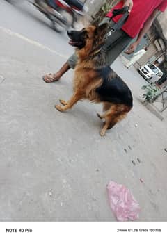 German Shepherd long coat breeder female 0