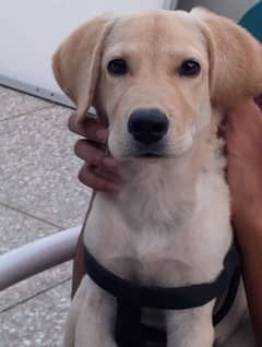 Friendly Labrador Retriever Purebred Puppy  | 5 months old