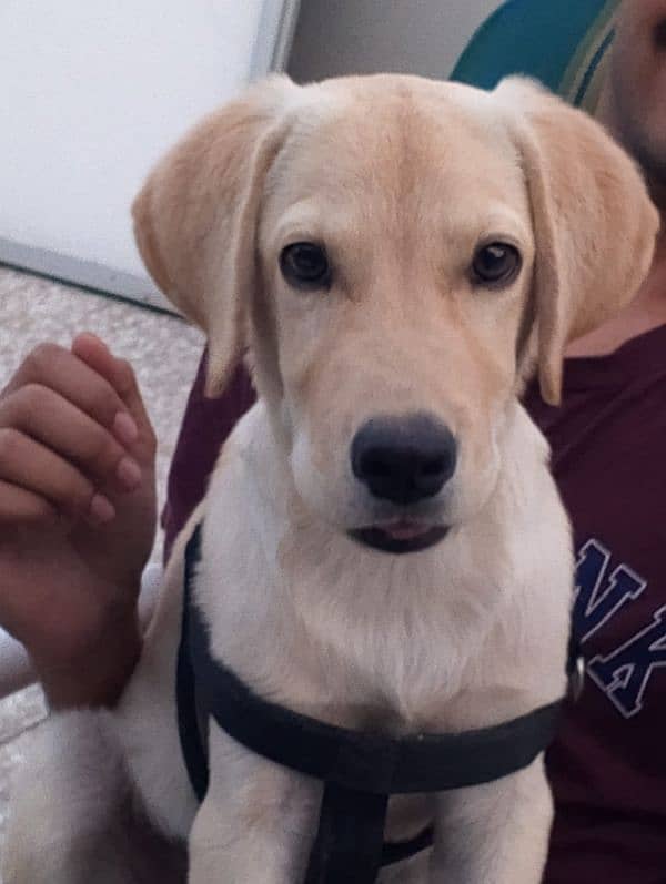 Friendly Labrador Retriever Purebred Puppy  | 5 months old 1