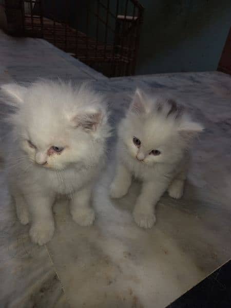 Tripple coated persian kittems 4