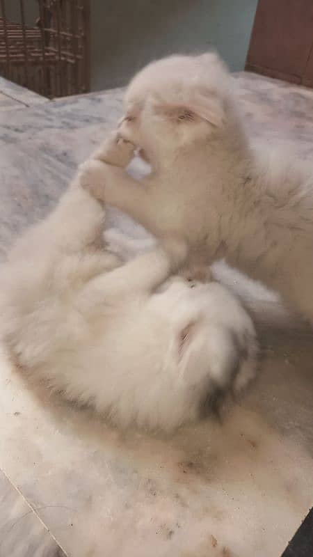 Tripple coated persian kittems 7