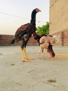 Aseel mianwali x shamo breed