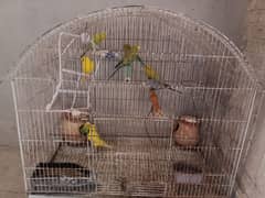 9 Australian parrots adults with big cage