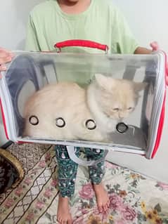 cat travel bag 0