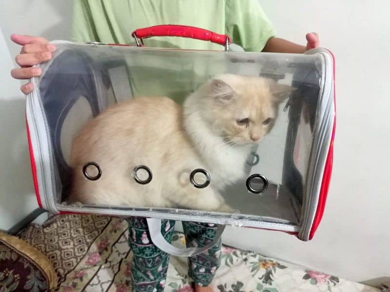 cat travel bag 1