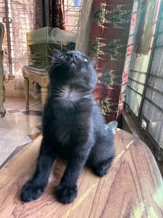 beutifull Black persian kitten for sale