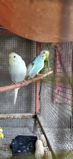 budgie and cocktails for sale 0