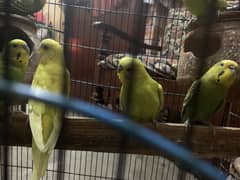 australian parrots 8 0