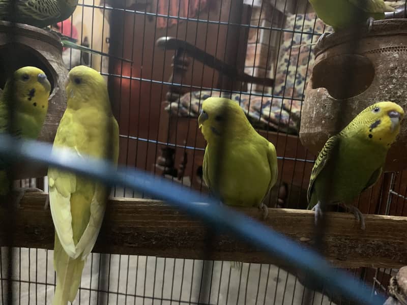 australian parrots 8 0