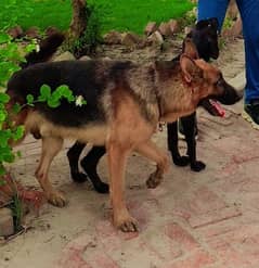 German shepherd male available for sale