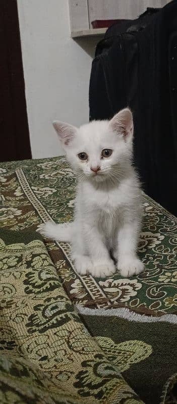 persian kitten 0