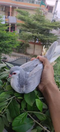 kachpri Silver kasni female