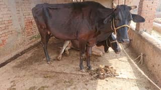 Cow with bachra