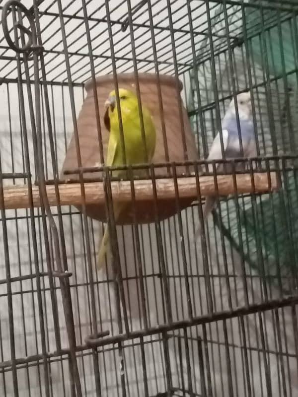 bird parrot pinjre phone number 03285682511 1