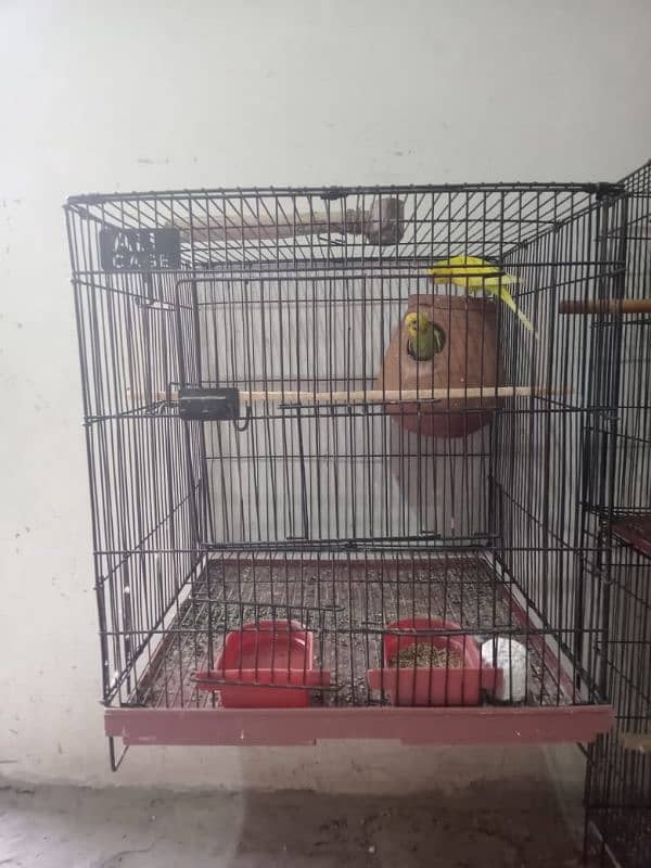 bird parrot pinjre phone number 03285682511 4