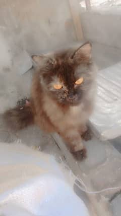 Persian cat for sale or mating 0