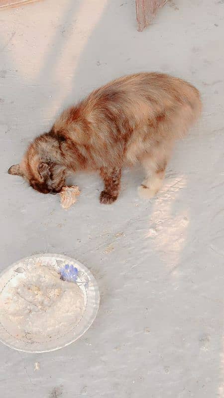 Persian cat for sale or mating 1