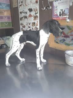 English pointer dog male for full train 0