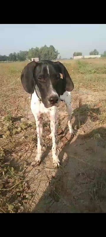 English pointer dog male for full train 1