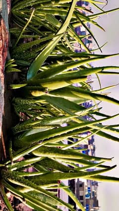 Fresh Aloe Vera  for cosmetic and medicine companies.