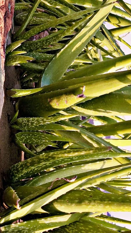 Healthy & Fresh Aloe Vera of all sizes available. 1