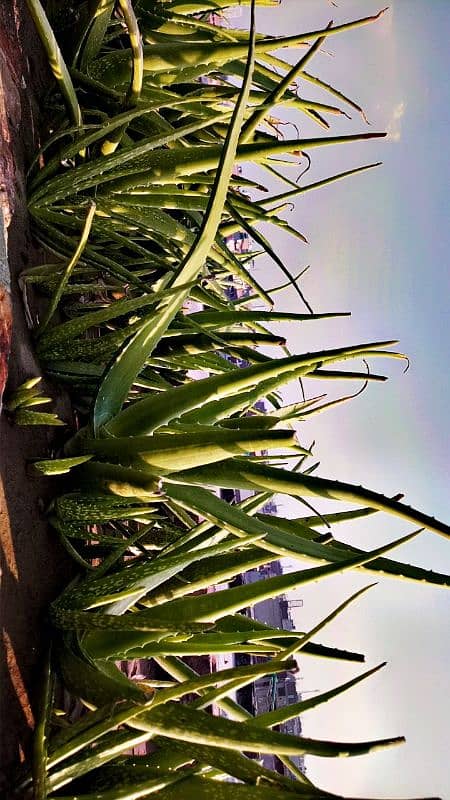 Healthy & Fresh Aloe Vera of all sizes available. 4