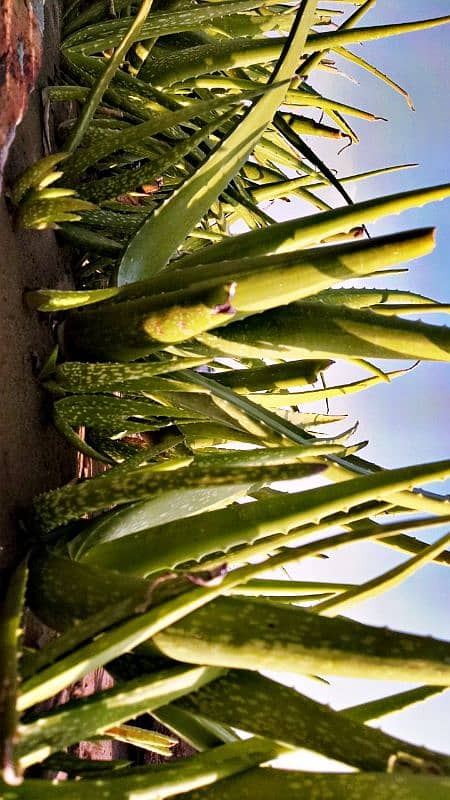 Healthy & Fresh Aloe Vera of all sizes available. 6