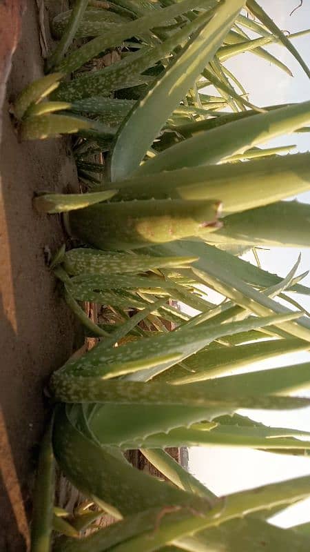 Healthy & Fresh Aloe Vera of all sizes available. 7