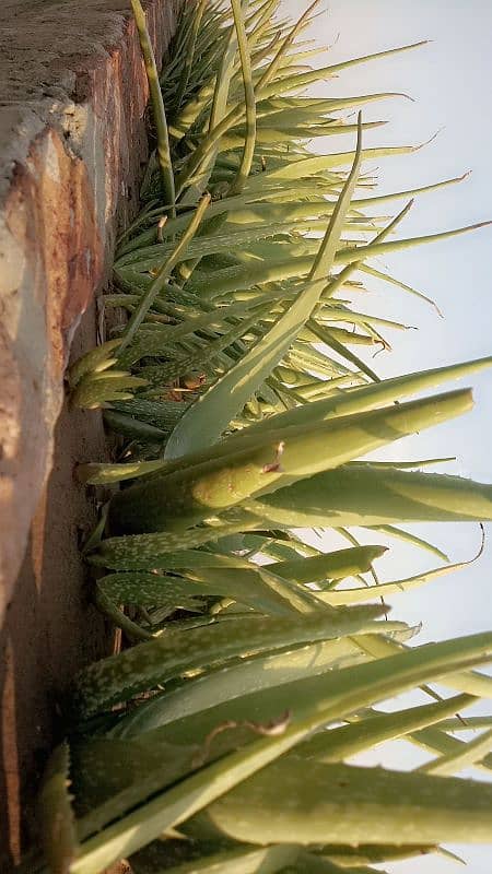 Healthy & Fresh Aloe Vera of all sizes available. 8