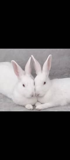 red eyes Rabbit pair for sell 0