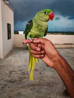 raw parrot ringneck